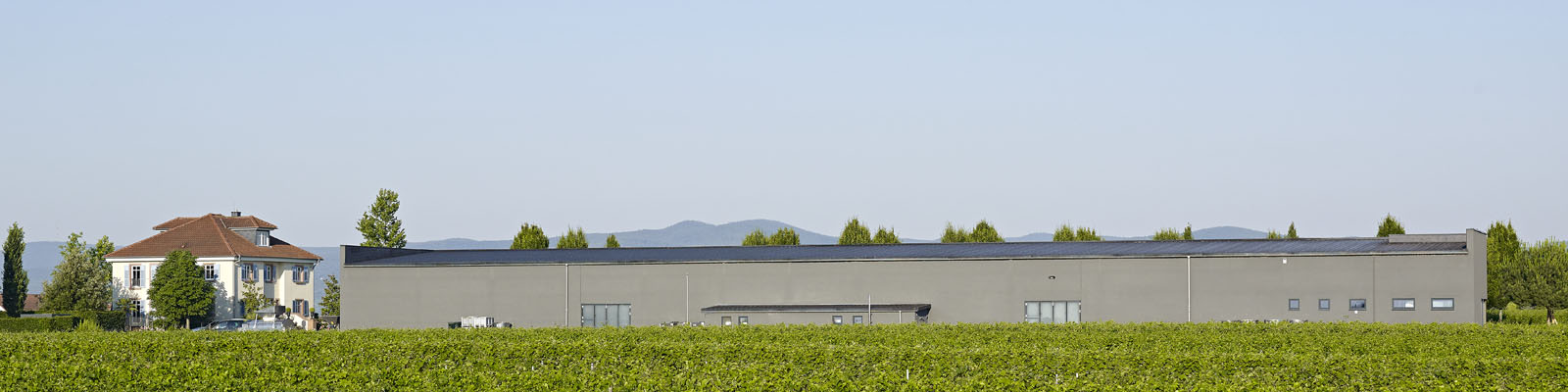 Azienda vinicola Schneider, Ellerstadt